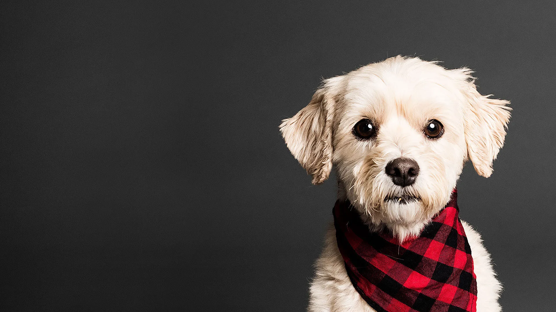 pueden los perros reconocer las cenizas cremadas